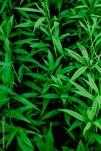 nice and textural,green and clean plant leaves