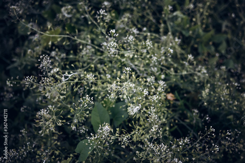 Small white wildflowers. Background with wild plant