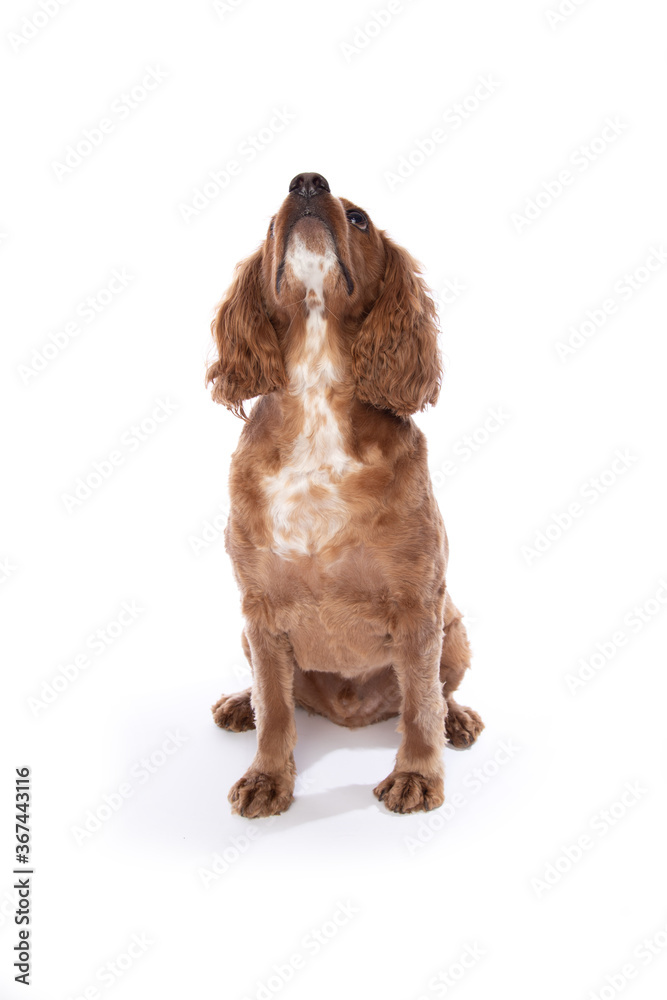 Studio portrait of a dog