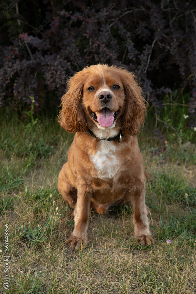 Outdoor portrait of a cocker spaniel mixed breed dog