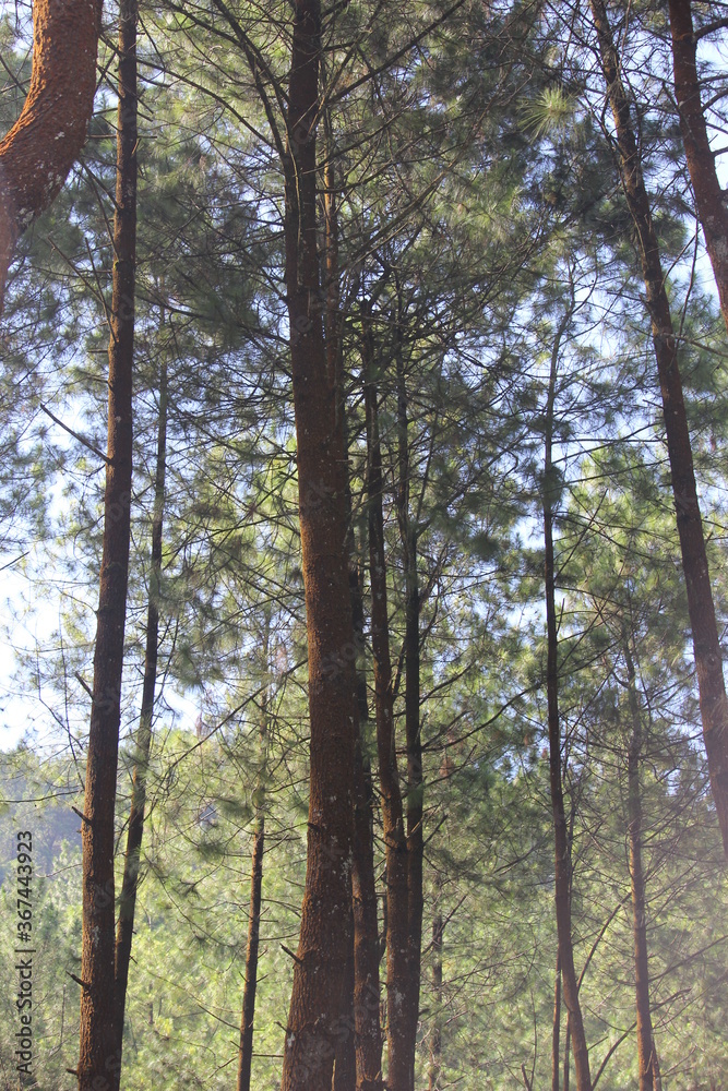 Fototapeta premium the atmosphere of Gunung Kawi Malang pine forest, East Java