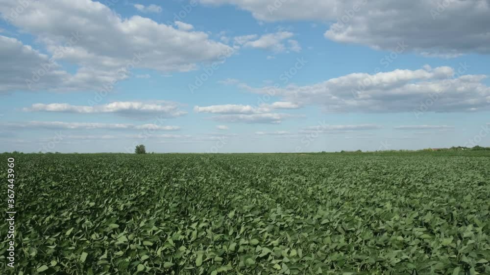 Agriculture, green cultivated soy bean field in late spring or early summer with strong wind and sky with clouds Agriculture, green cultivated soy bean field in late spring or early summer with strong wind and sky with clouds