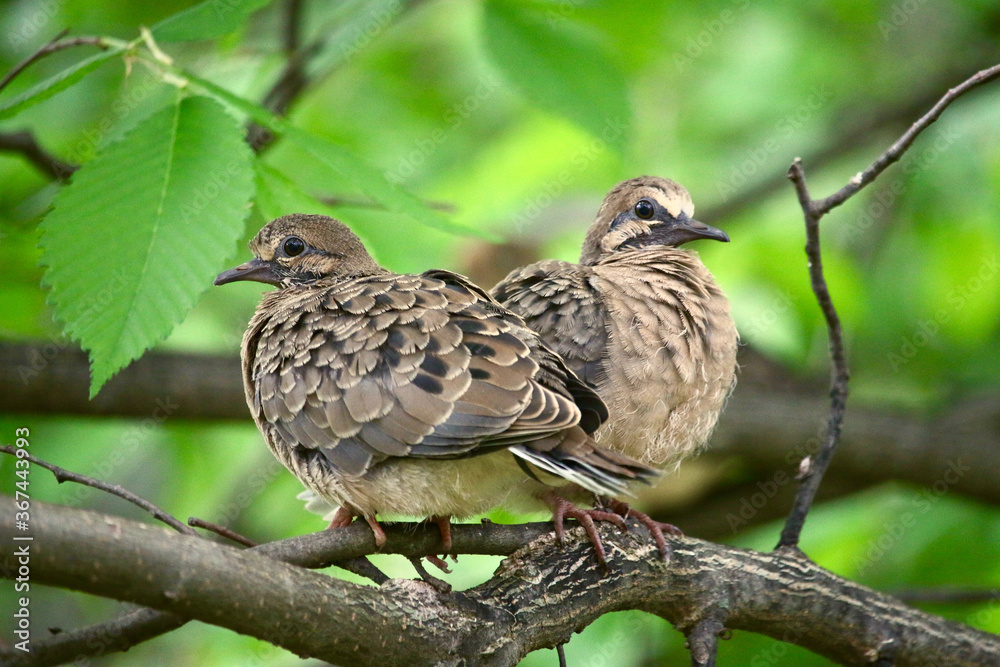 Fledgling mourning dove siblings sit close together while preening on branch. Fledgling mourning dove siblings sit close together while preening on branch.