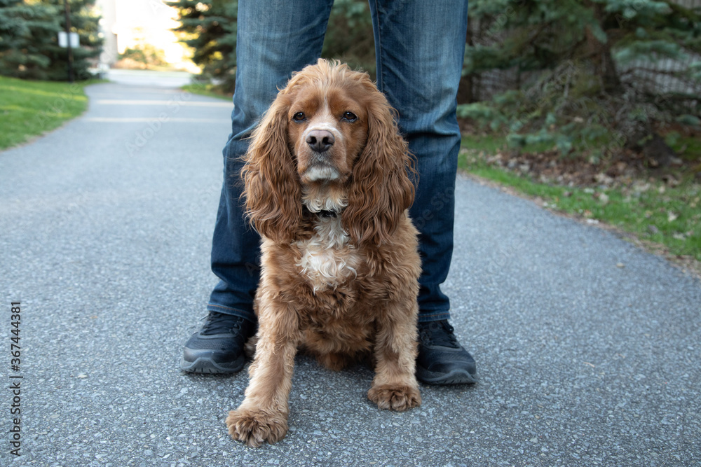 Cocker spaniel dog sitting in front of his owner's legs. Cocker spaniel dog sitting in front of his owner's legs.