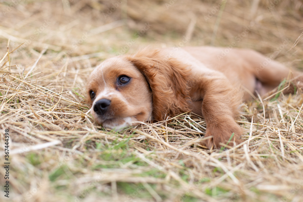 Portait of a cockalier spaniel puppy (mixed breed of American cocker spaniel and Cavalier King Charles spaniel) laying in tall grass looking tired.