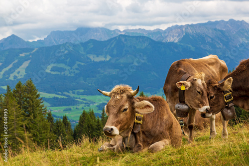 Kuh - Allg  u - Braunvieh - Alpen - H  rner