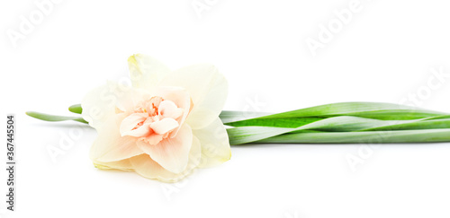 Fototapeta Naklejka Na Ścianę i Meble -  Pink beautiful daffodil.