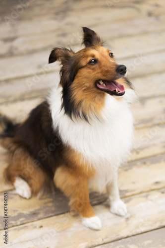 Portrait of a collie dog sitting on a wooden patio and she is looking up to the right with her mouth open. She is happy.