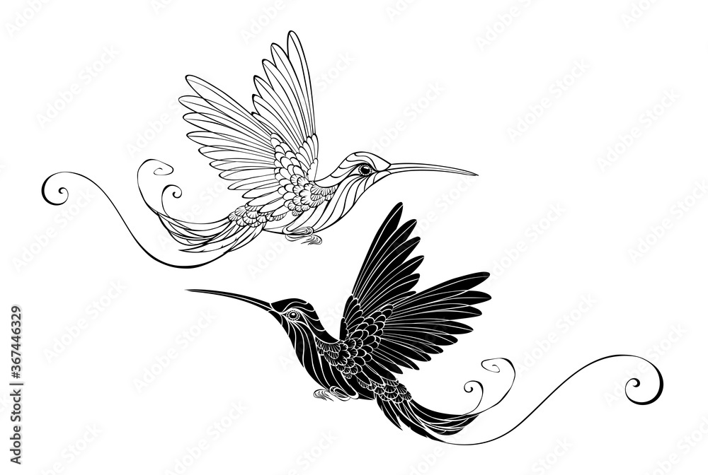 Obraz premium Two Contour Hummingbirds