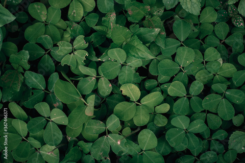 The background from the various foliage that is green in the afternoon