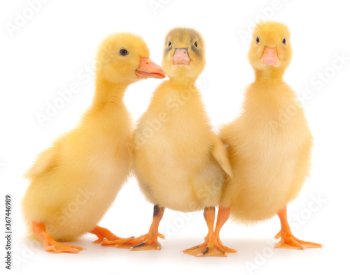 Three little cute duckling.