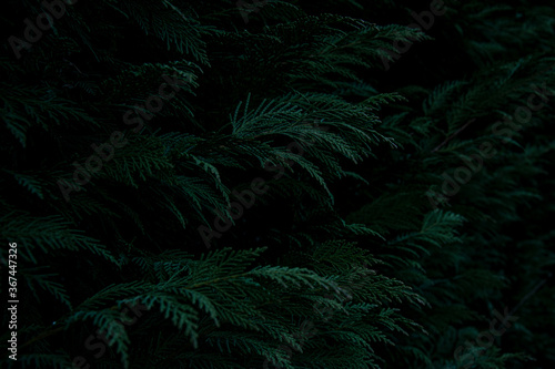 Deep dark green thuja background.