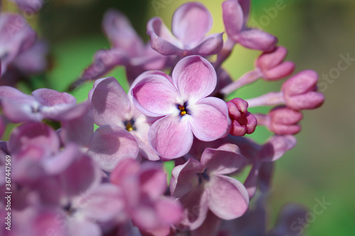 A closeup of a lilac blooming  a beautiful light purple color with shades of pink and green in the background.