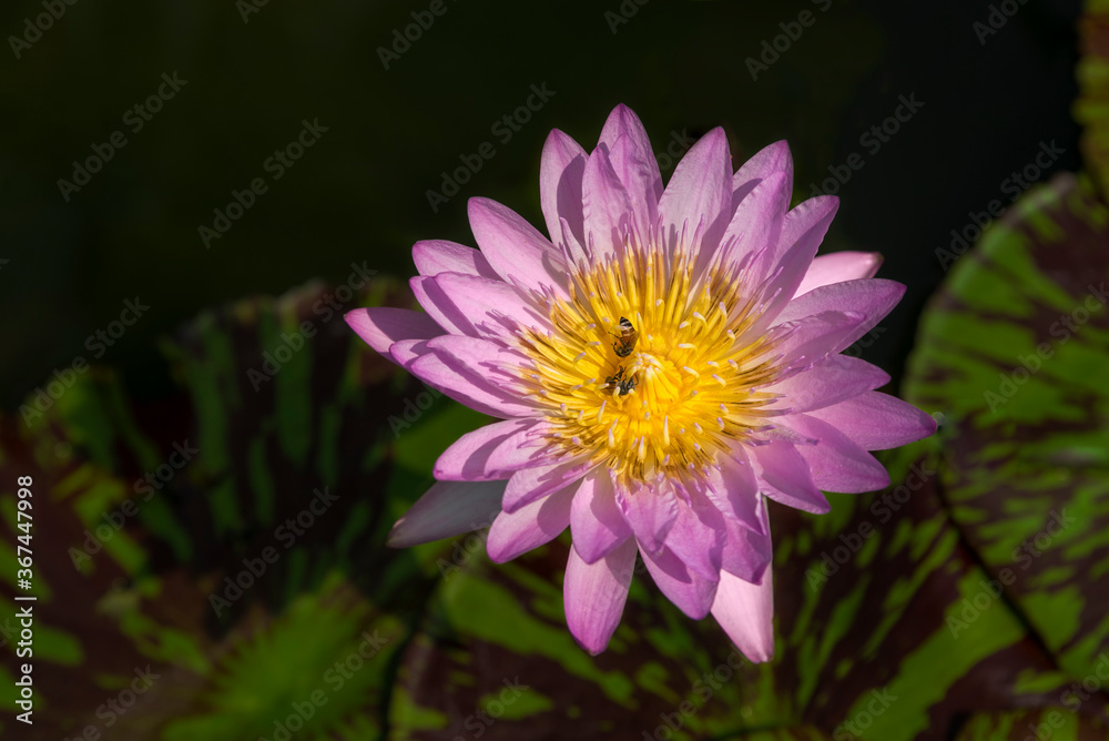 Beautiful pink lotus flower, Water Lilies or Nymphaeaceae blooming with freshness natural in pond gardening plant for home and living Beautiful pink lotus flower, Water Lilies or Nymphaeaceae blooming with freshness natural in pond gardening plant for home and living
