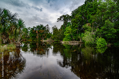 Amazon rain forest in a perfect and lovely sunny day