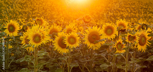 Blooming sunflowers in the beautiful light of the setting sun