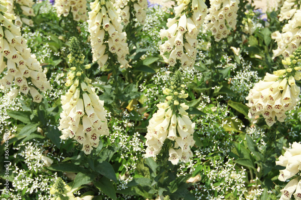 red and yellow flowers