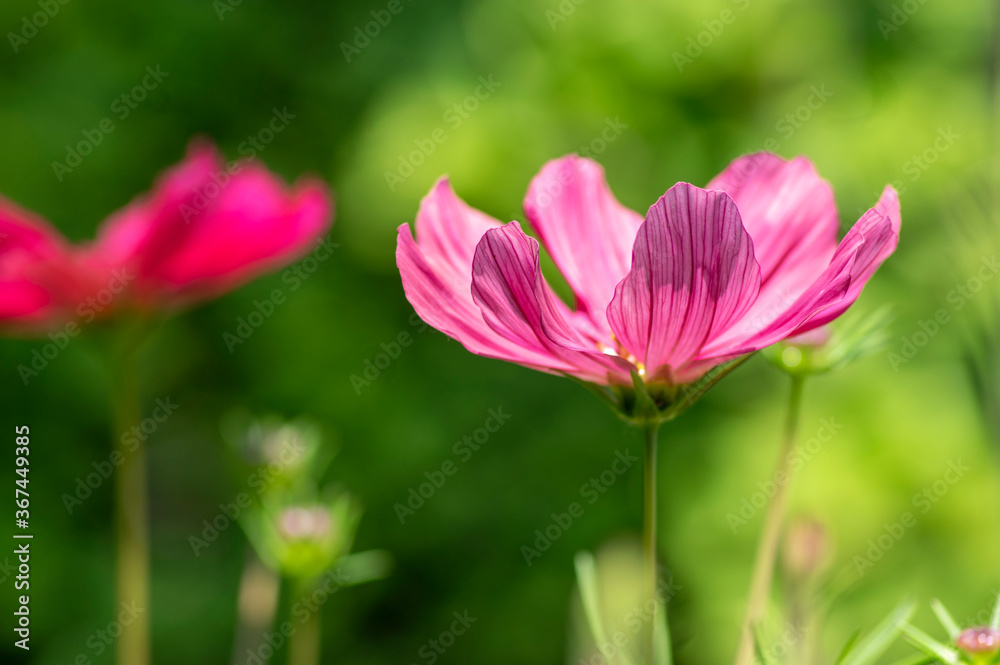 Cosmos bipinnatus beautiful pink purple flowering plant, garden cosmos flowers in bloom