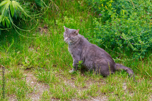 Junge Katze springt wild tobend durch das frische Gras  © S.G.Photographic