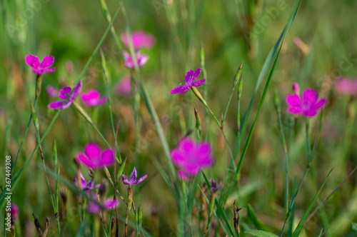 Dianthus deltoides meadow bright pink flower flowers in bloom, small grassland plants in bloom