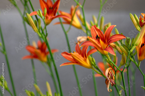 Hemerocallis fulva beautiful orange plants in bloom  ornamental flowering daylily flowers in natural parkland