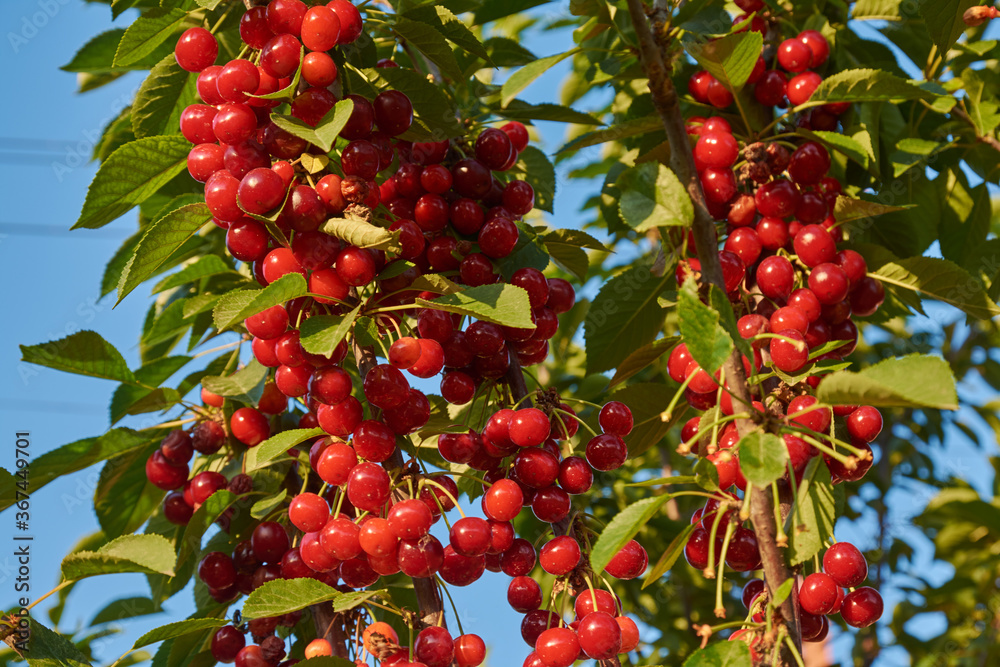 tree branches with a harvest of red cherry, cherry tree on a summer day with cherry berries on the branches tree branches with a harvest of red cherry, cherry tree on a summer day with cherry berries on the branches