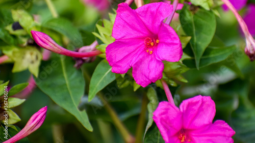 Mirabilis jalapa or the Four o’ Clock Flower  blooming in the garden photo