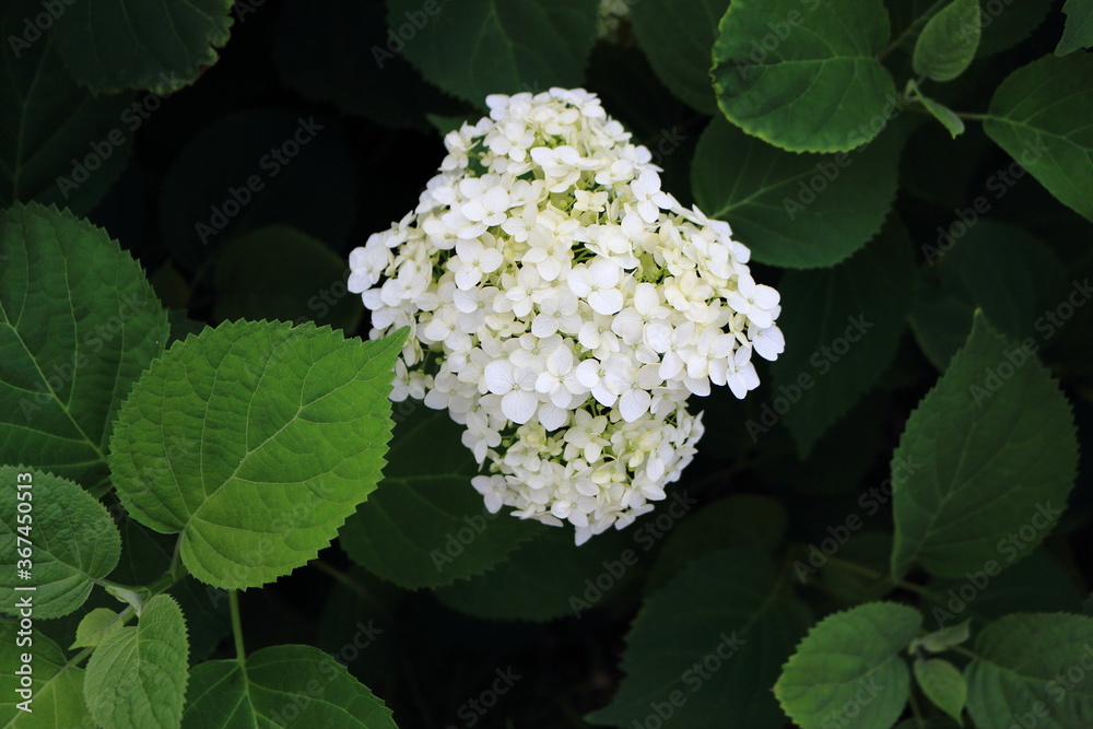 White Hydrangea bush in the garden White Hydrangea bush in the garden