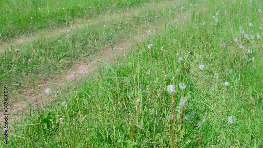 Country ground road with green grass in village at summer windy day in wild area. Village life and lack of infrastructure, paved roads. White dandelions among the grass.