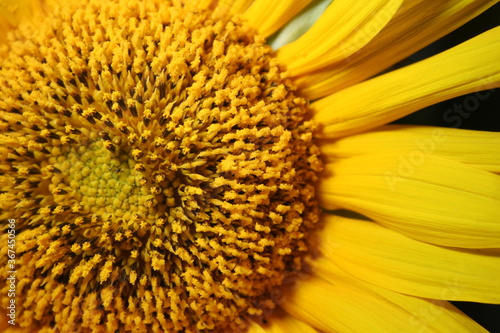 sunflower close up