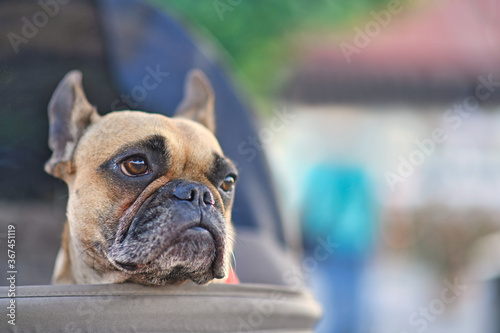 Fawn French Bulldog dog sticking head out of dog buggy with blurry city background © Firn