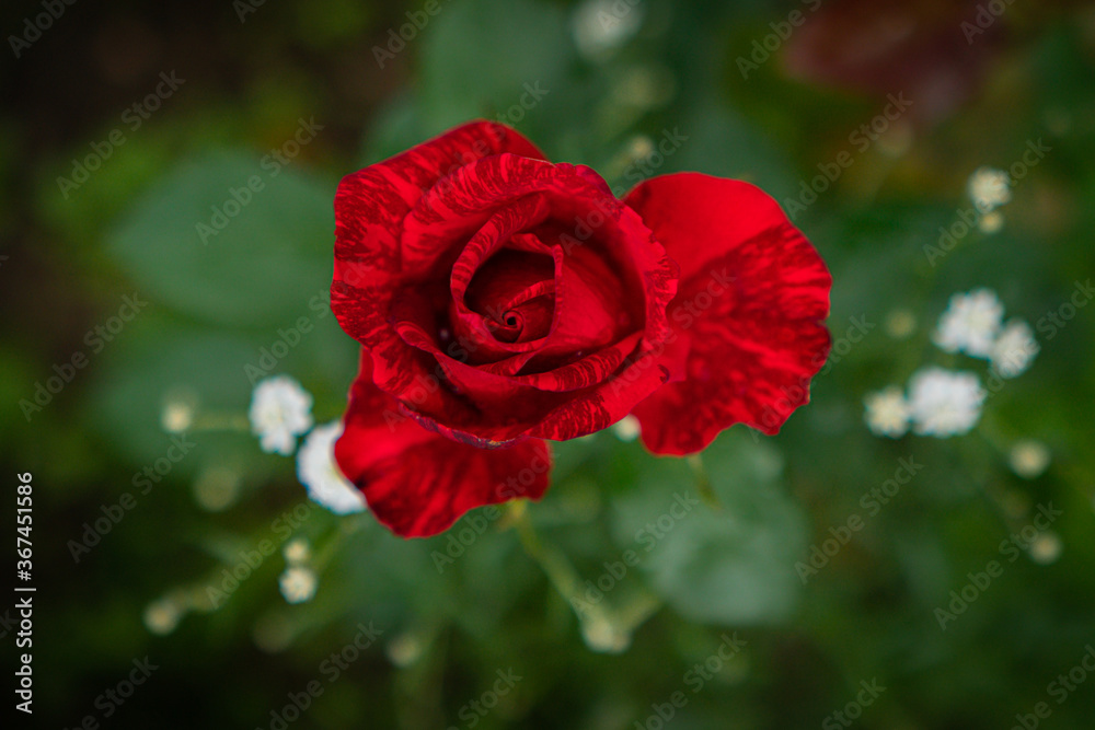 red rose in the garden surrounded by green leaves