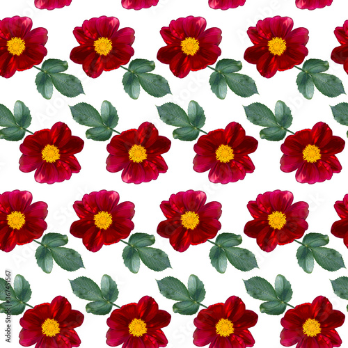 Fototapeta Naklejka Na Ścianę i Meble -  Seamless pattern with red Dahlia flowers and green leaves on white background. Endless floral texture. Raster colorful illustration.