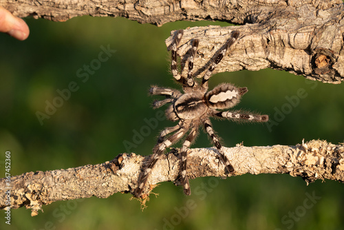 Tarantula spider, Poecilotheria Metallica, in front of white background photo