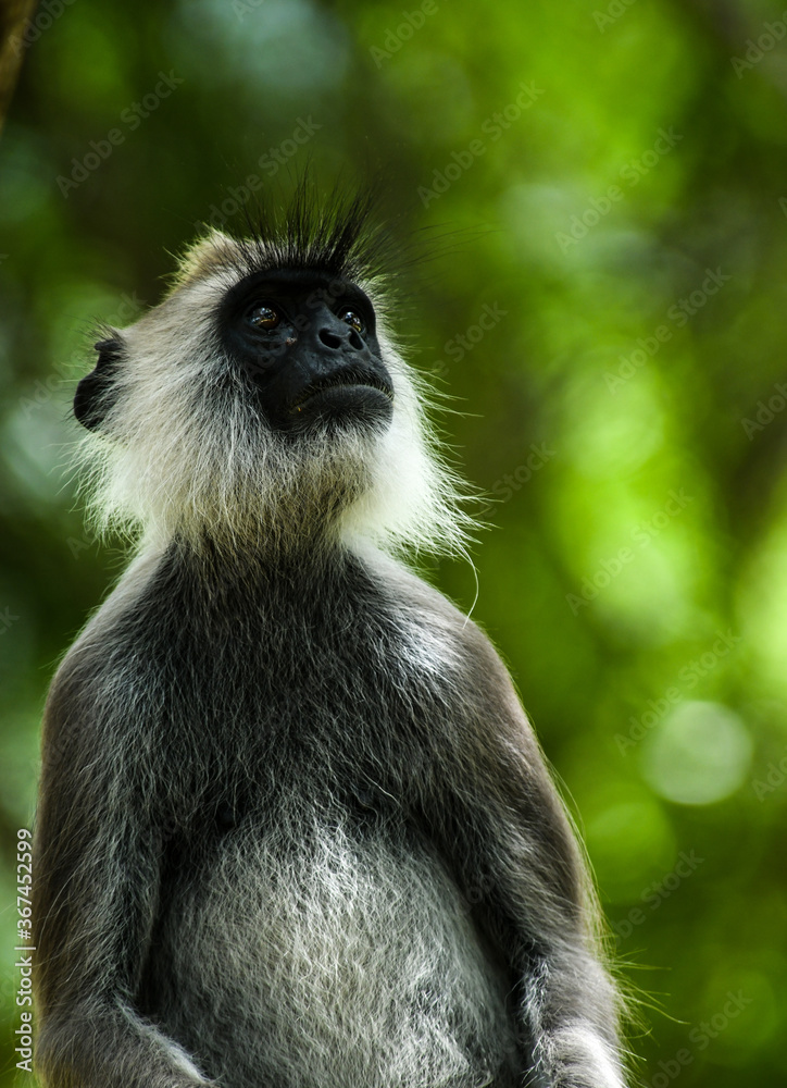 Obraz premium Gray Langur Monkey, Sri Lankan Gray Monkey, tufted gray langur (Semnopithecus priam) 