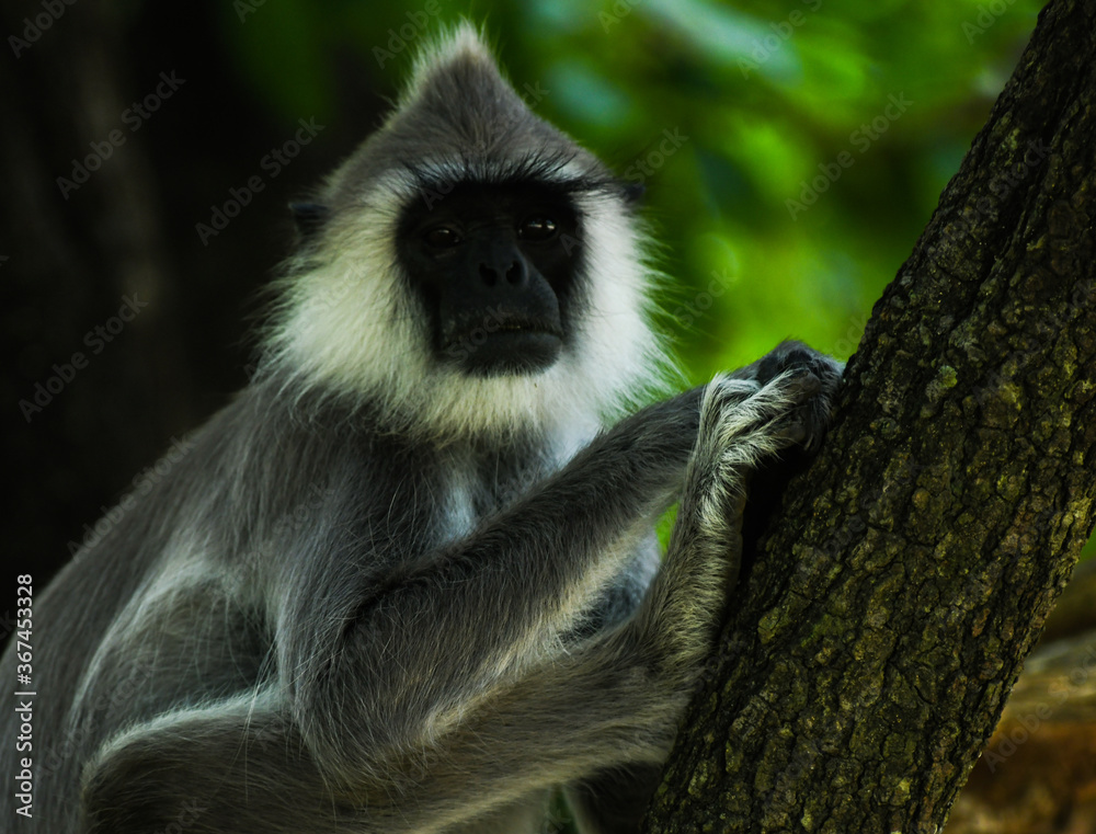 Obraz premium Gray Langur Monkey, Sri Lankan Gray Monkey, tufted gray langur (Semnopithecus priam) 
