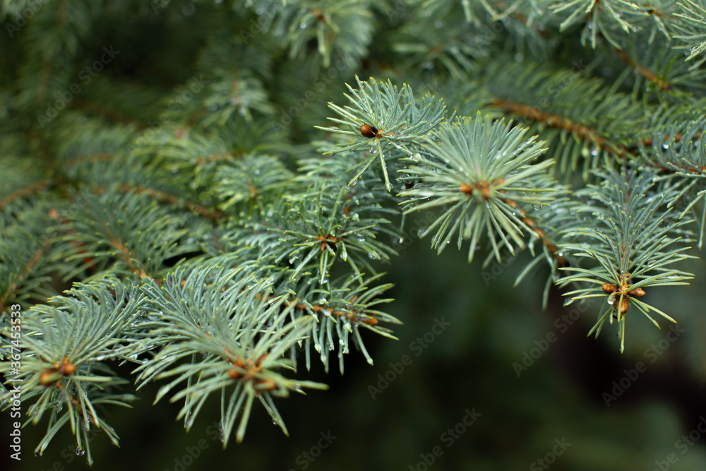Close up photo of a branch on a coniferous tree. There are rain droplets on the individual pine needles. 
