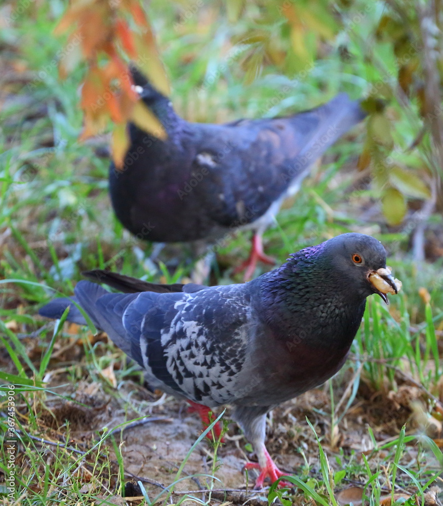 A pigeon with a piece of bread in its beak in the green grass A pigeon with a piece of bread in its beak in the green grass
