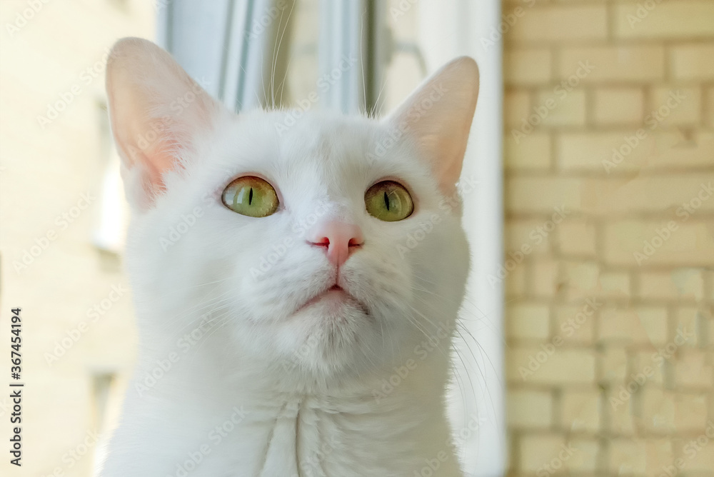 close up portrait of a white cat