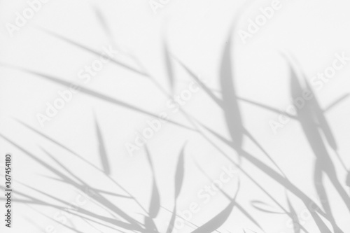 Overlay effect for photo. Blurred gray shadows of delicate grass on a white wall. Abstract neutral nature concept background. Space for text. Shadow for natural light effects.