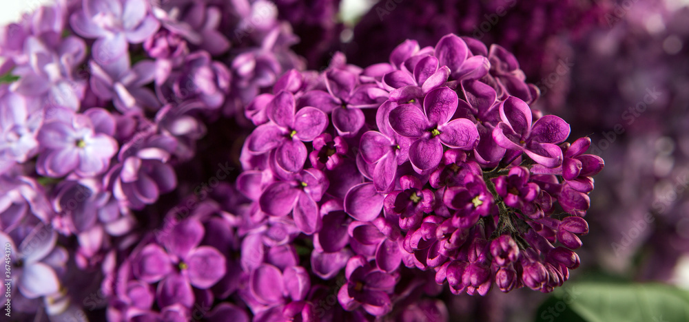 Close up of spring lilac violet flowers. Spring blossom. Close up of spring lilac violet flowers. Spring blossom.