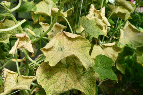 Fotografie, Obraz Cucumber plants in a greenhouse with yellow leaves, affected by the disease