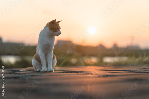 夕陽と座る茶白猫