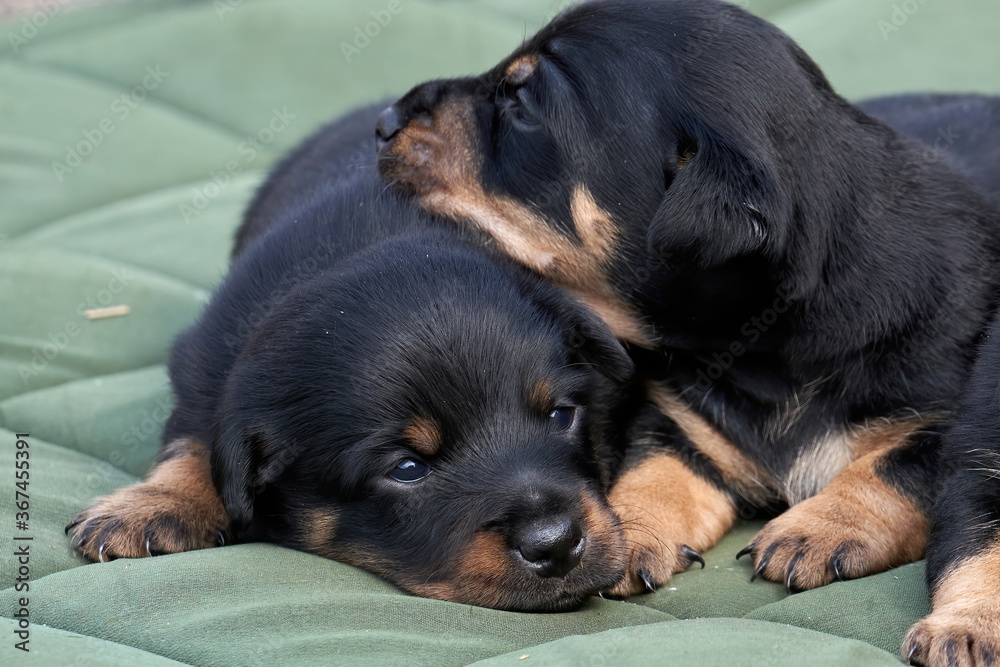 Jack Russell terrier puppies. Close-up portrait, lie on a green cloth Jack Russell terrier puppies. Close-up portrait, lie on a green cloth