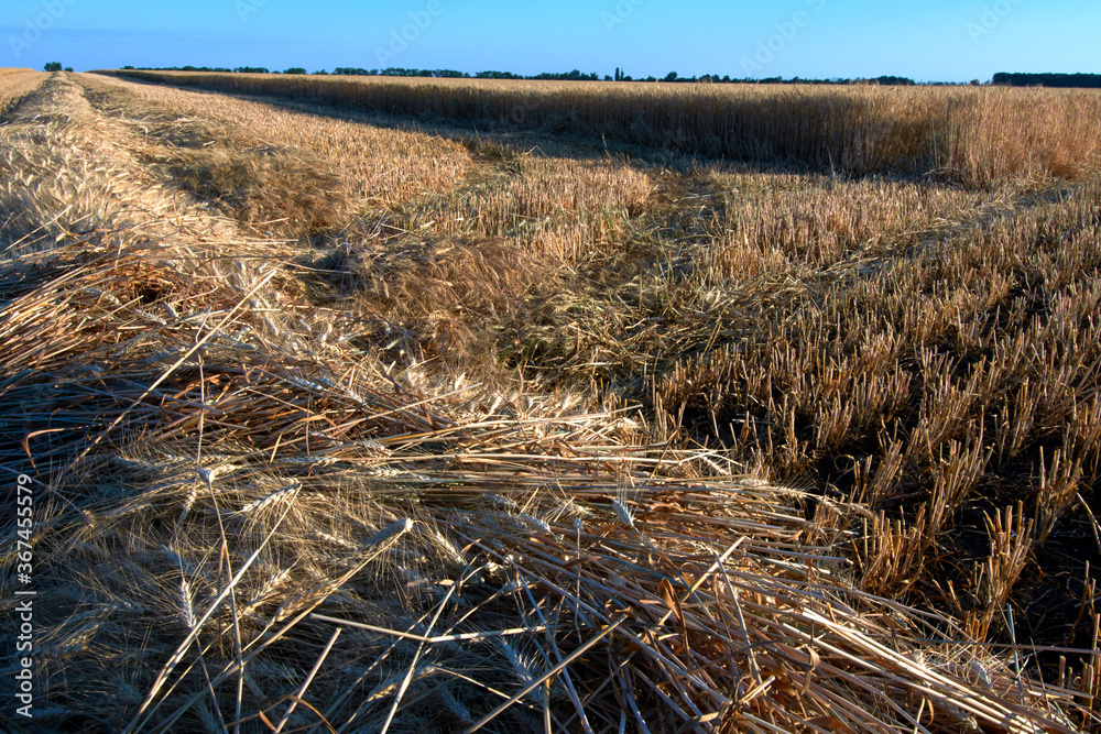 Fototapeta premium harvesting season, wheat harvest, field with ears of wheat, stubble and straw on the field after harvesting wheat