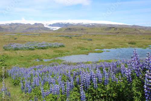 Unzählige, blühende Lupinen im Sommer auf Island