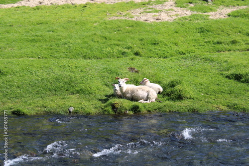 Icelandic Sheep in a beautiful and rough Icelandic landscape  photo