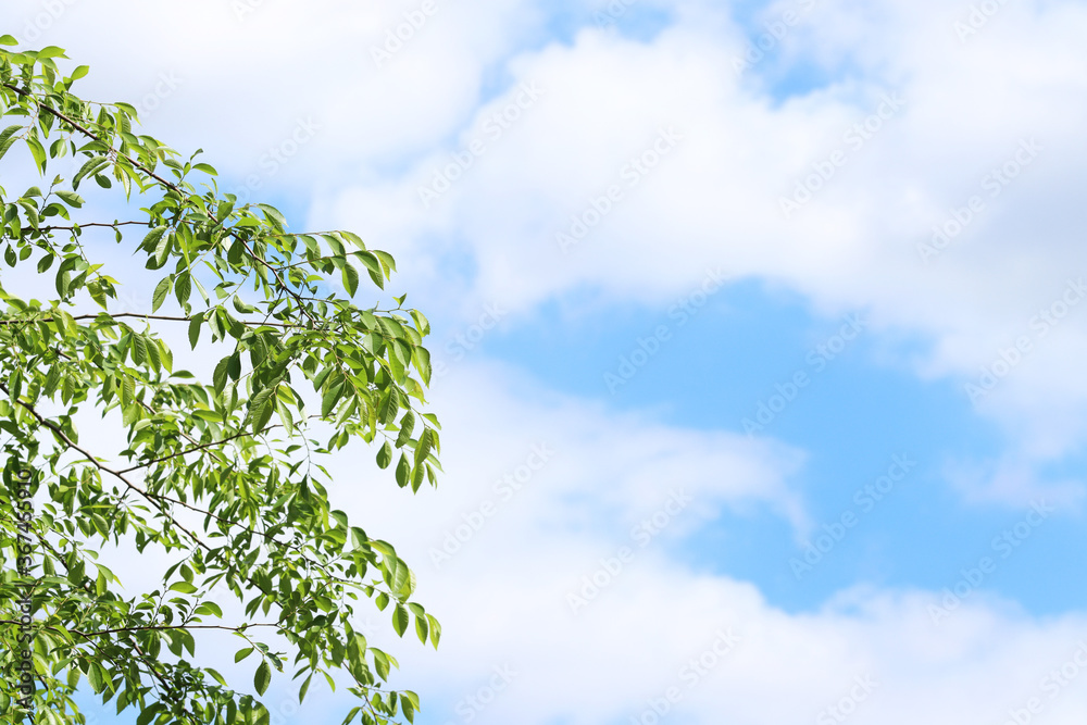 a blue sky and green leaves and tree a blue sky and green leaves and tree