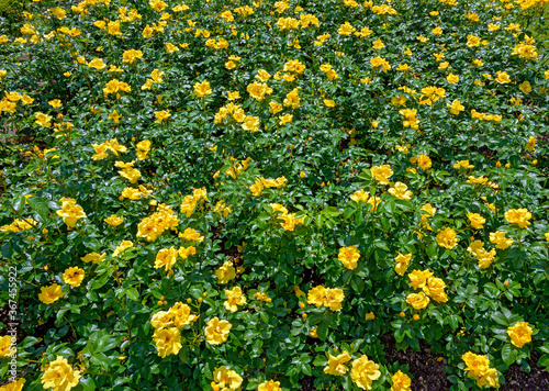 Flower bed with Roses of the cultivar "Lemon fizz"