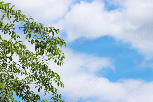 a blue sky and green leaves and tree
